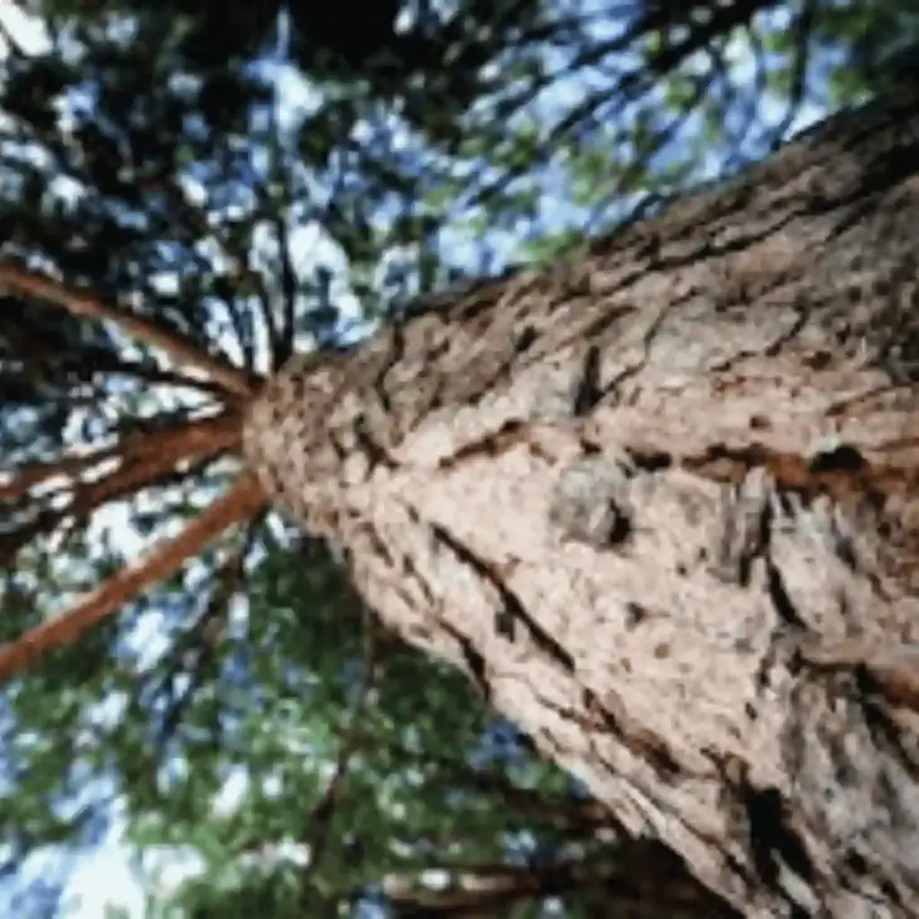 Maritime Pine Bark Extract